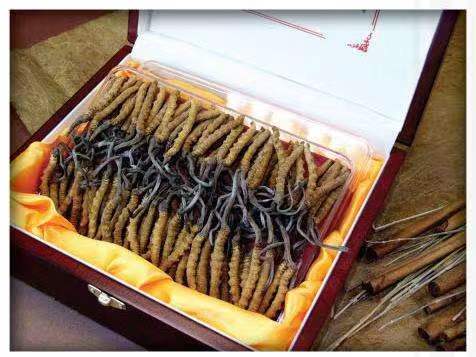 阿荣冬虫夏草回收